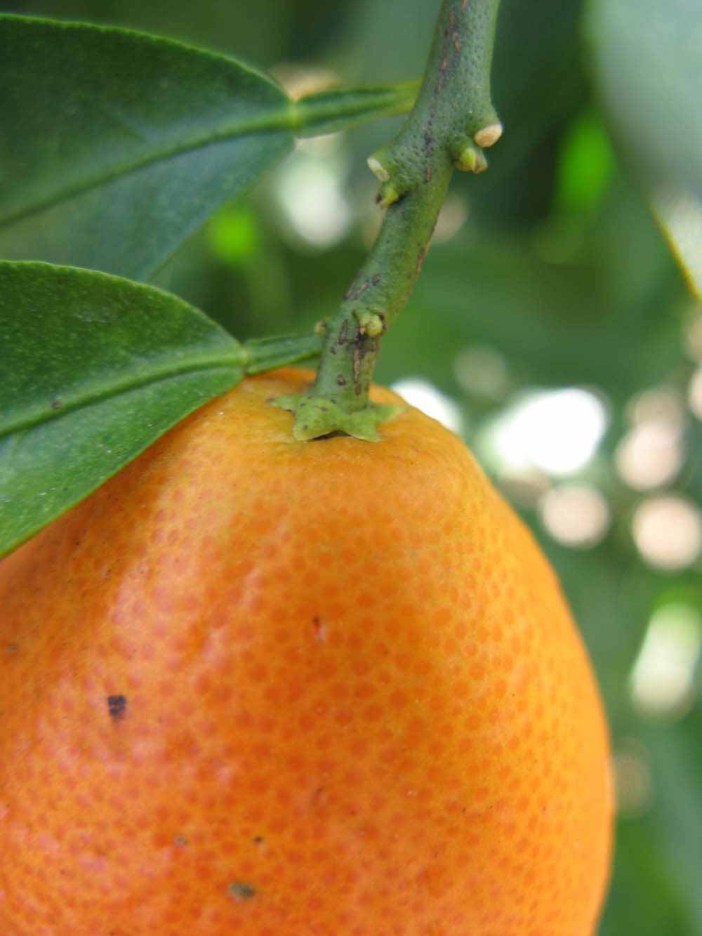            Fruit (Winter Haven, FL)   